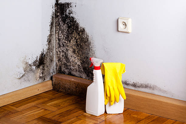 Best Kitchen Mold Remediation in Samoset, FL